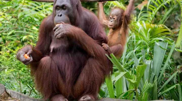 Things to Do in North Singapore with Kids — Mandai, Bukit Timah and Beyond